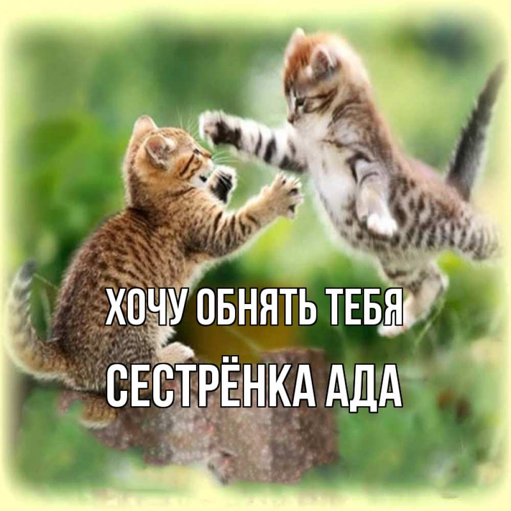 Открытка на каждый день с именем, Сестрёнка-Ада Хочу обнять тебя игры котят Прикольная открытка с пожеланием онлайн скачать бесплатно 