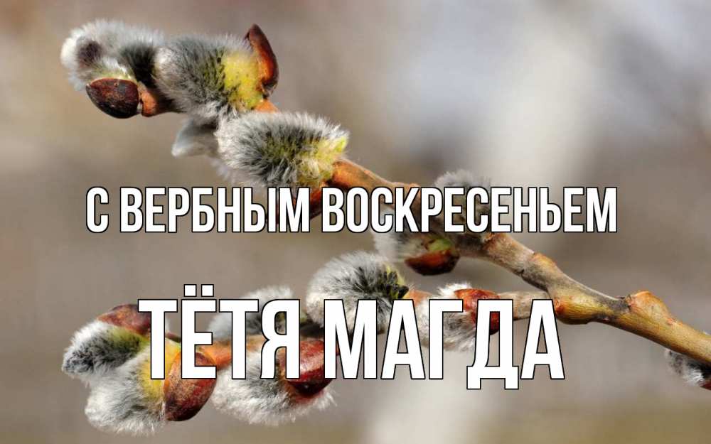 Открытка на каждый день с именем, Тётя-Магда С вербным воскресеньем Верба Прикольная открытка с пожеланием онлайн скачать бесплатно 