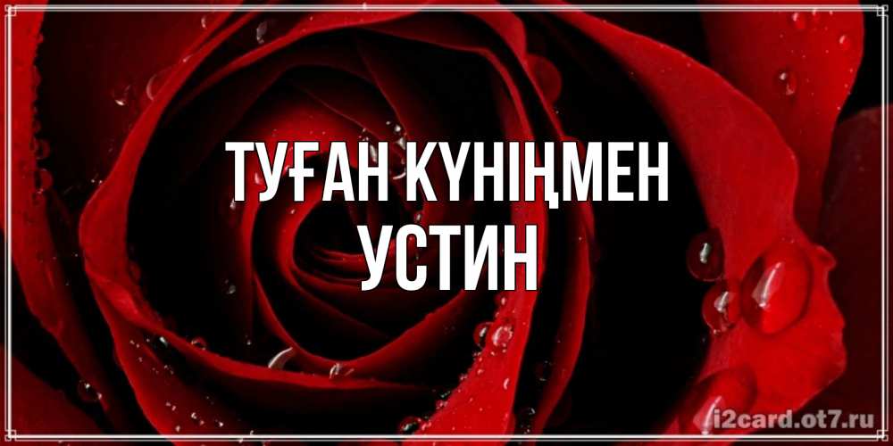 Открытка на каждый день с именем, Устин Туған күніңмен крупная бордовая роза Прикольная открытка с пожеланием онлайн скачать бесплатно 