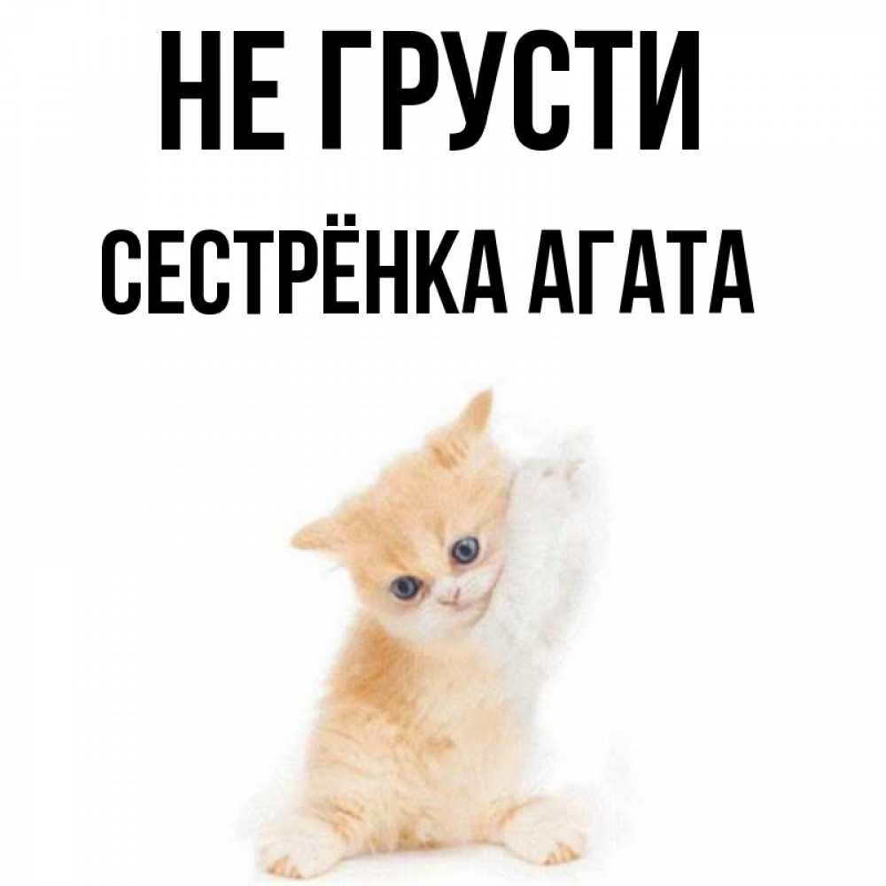 Открытка на каждый день с именем, Сестрёнка-Агата Не грусти просящий кот Прикольная открытка с пожеланием онлайн скачать бесплатно 