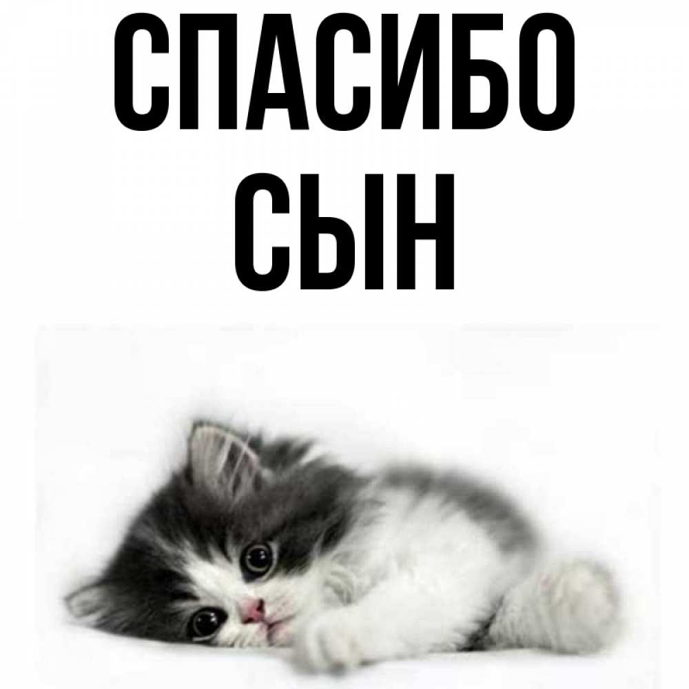 надписью сын спасибо картинки информация находится под