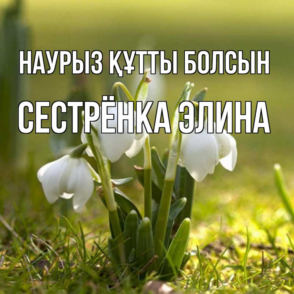 Открытка на каждый день с именем, Сестрёнка-Элина Наурыз құтты болсын ранние цветы 2 Прикольная открытка с пожеланием онлайн скачать бесплатно 