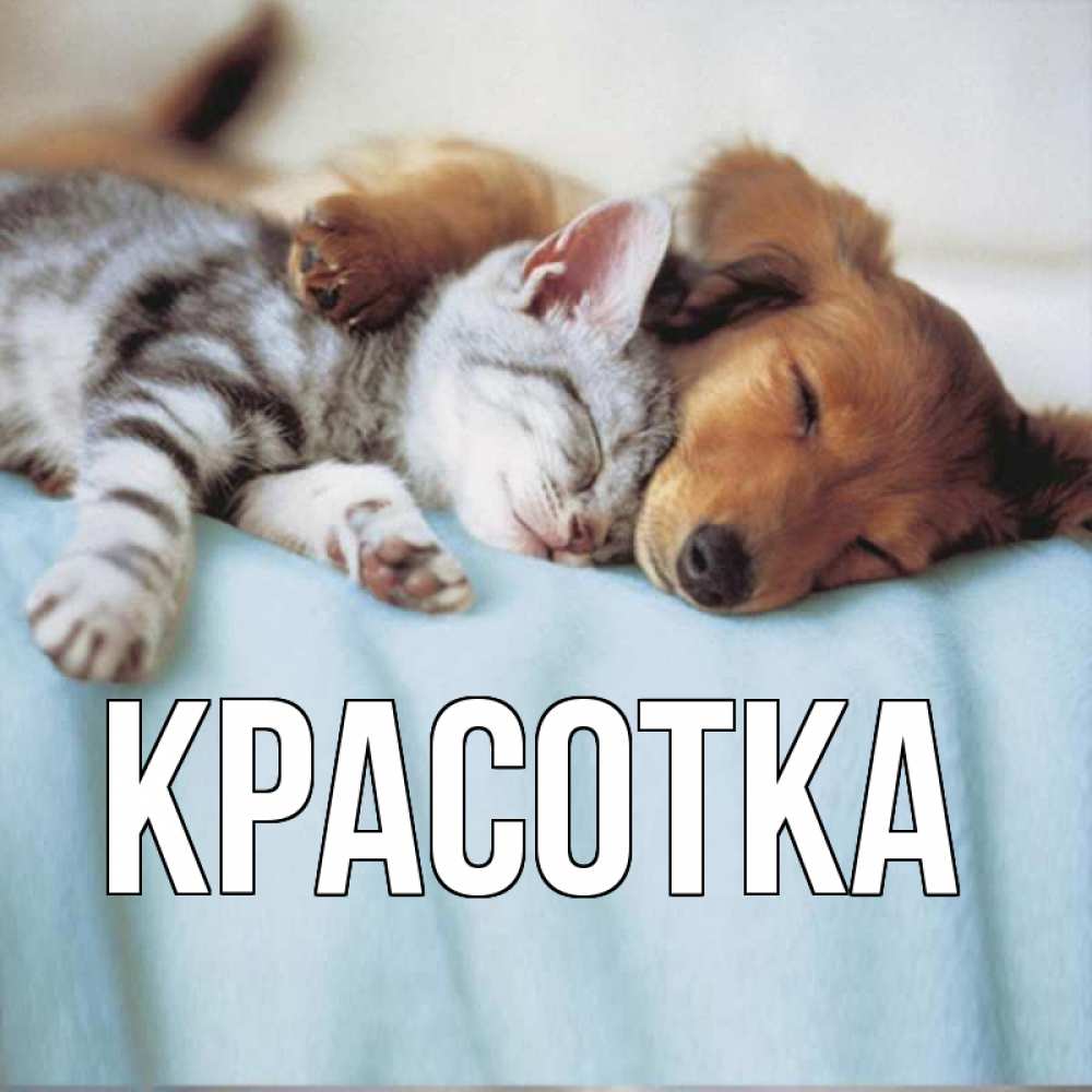 Открытка на каждый день с именем, красотка Главная с животными Прикольная открытка с пожеланием онлайн скачать бесплатно 