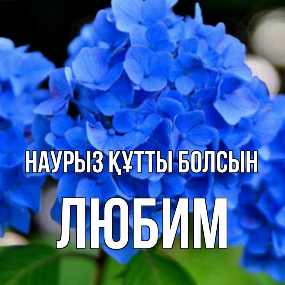 Открытка на каждый день с именем, Любим Наурыз құтты болсын синие цветы Прикольная открытка с пожеланием онлайн скачать бесплатно 