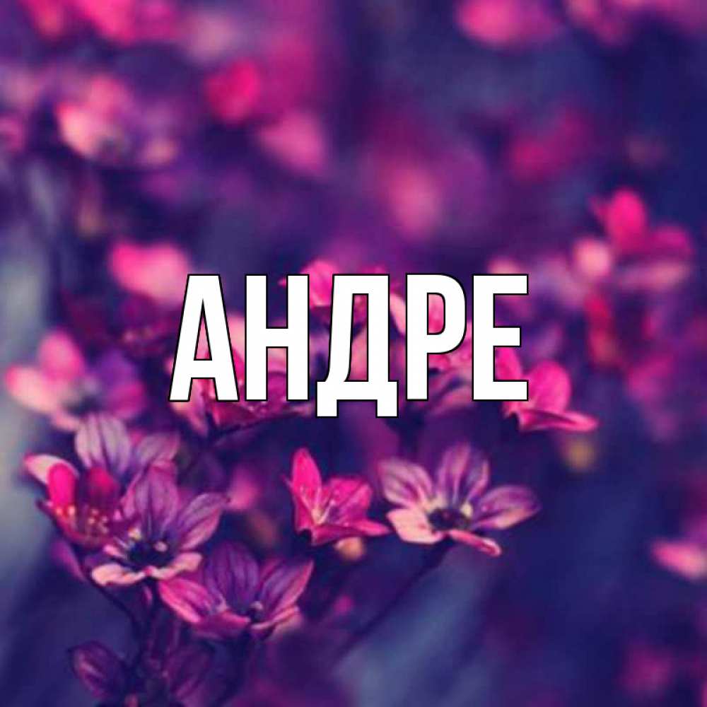 имя андра. имя анора картинки. имя андра. имя анора. андра имя.