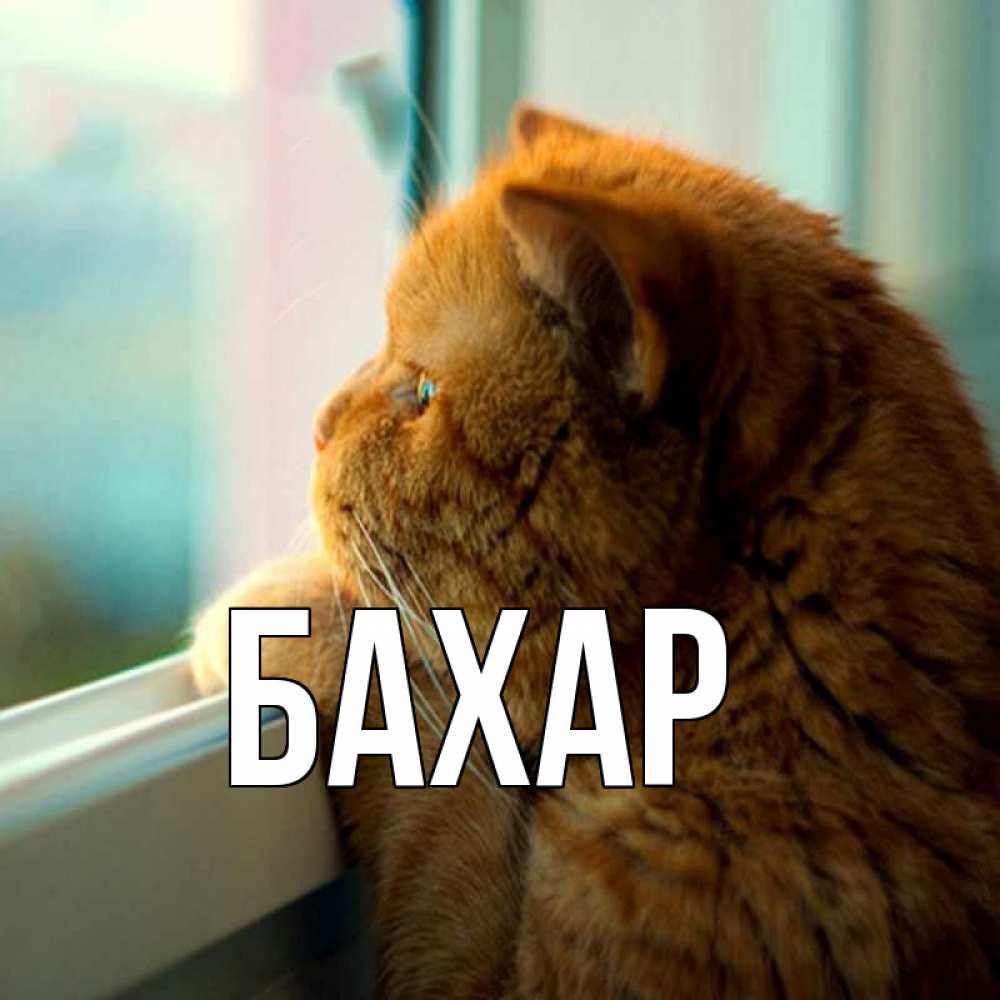 Открытка на каждый день с именем, Бахар Главная большой огромный рыжий котяра Прикольная открытка с пожеланием онлайн скачать бесплатно 