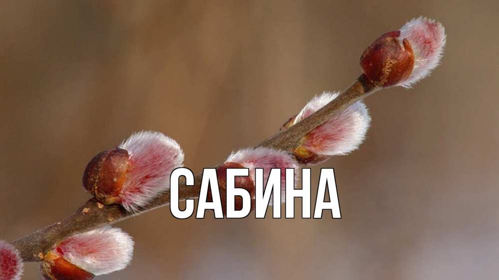 Открытка на каждый день с именем, Сабина Главная верба Прикольная открытка с пожеланием онлайн скачать бесплатно 