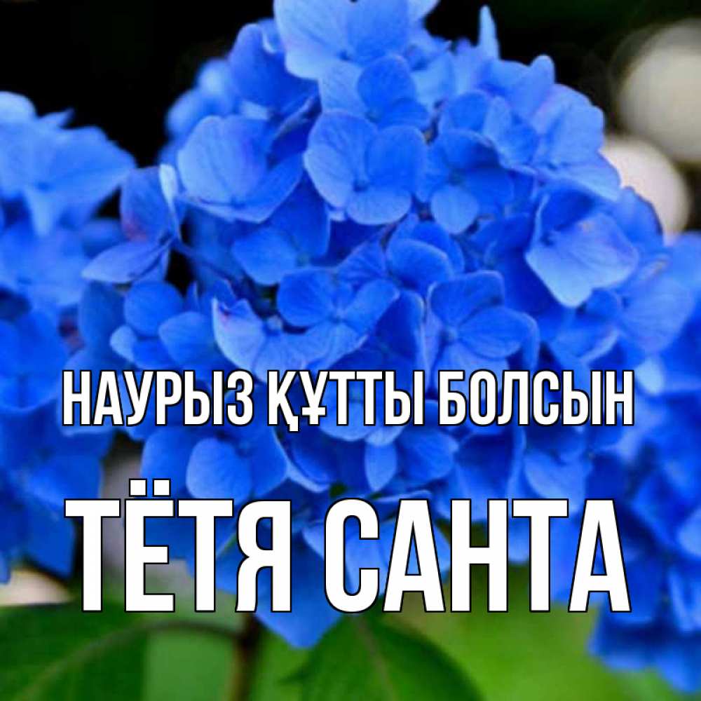 Открытка на каждый день с именем, Тётя-Санта Наурыз құтты болсын синие цветы Прикольная открытка с пожеланием онлайн скачать бесплатно 