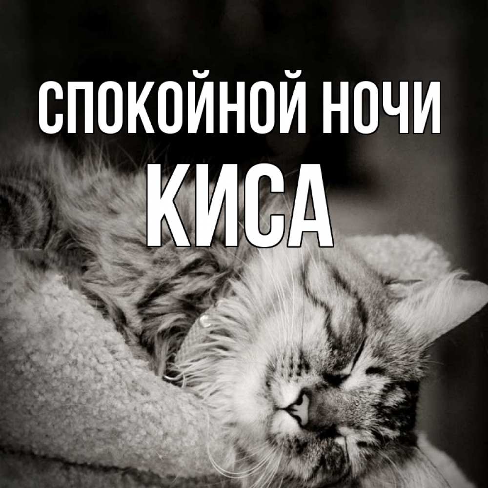 Спокойной ночи киса картинки