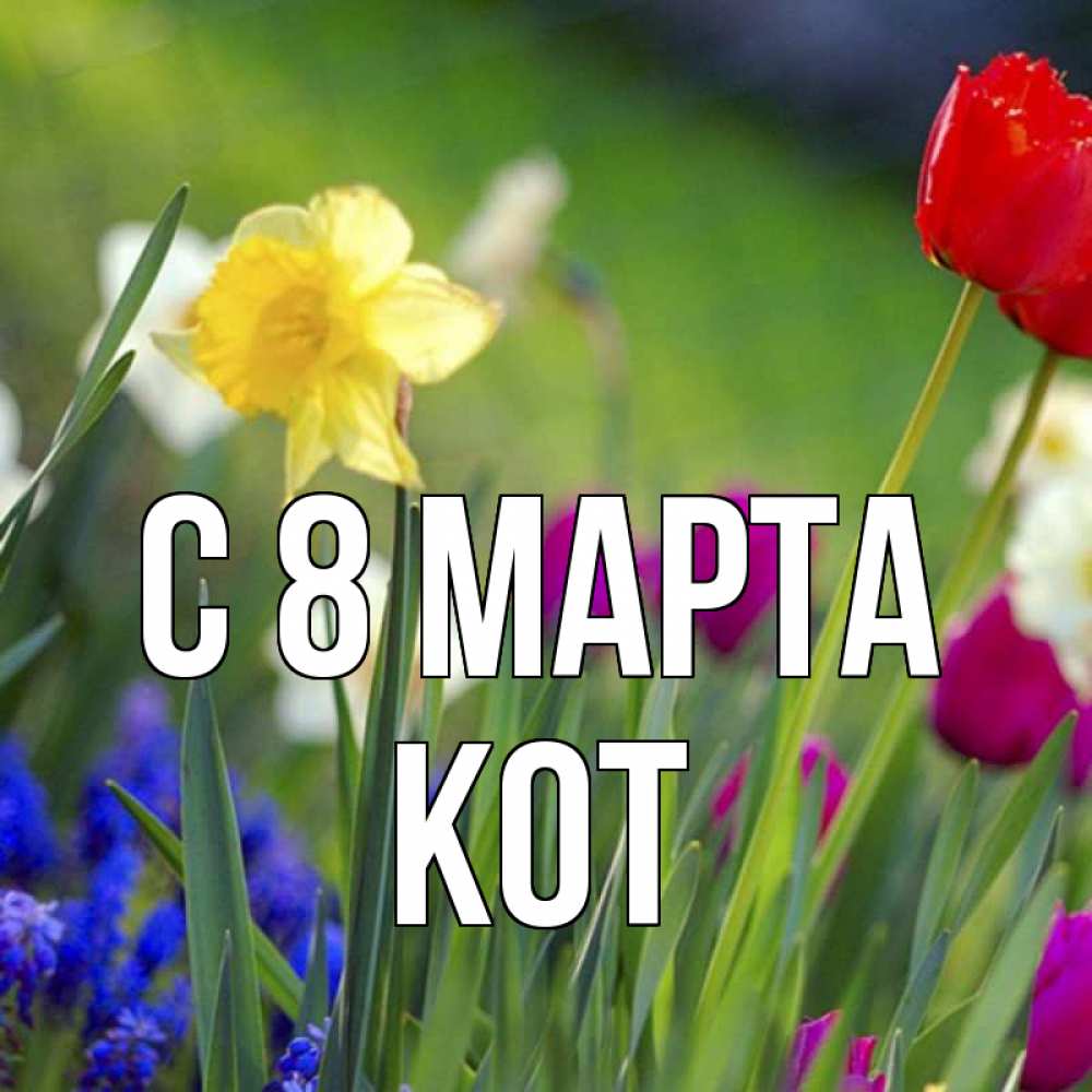 Открытка на каждый день с именем, Кот С 8 марта международный женский день 3 Прикольная открытка с пожеланием онлайн скачать бесплатно 