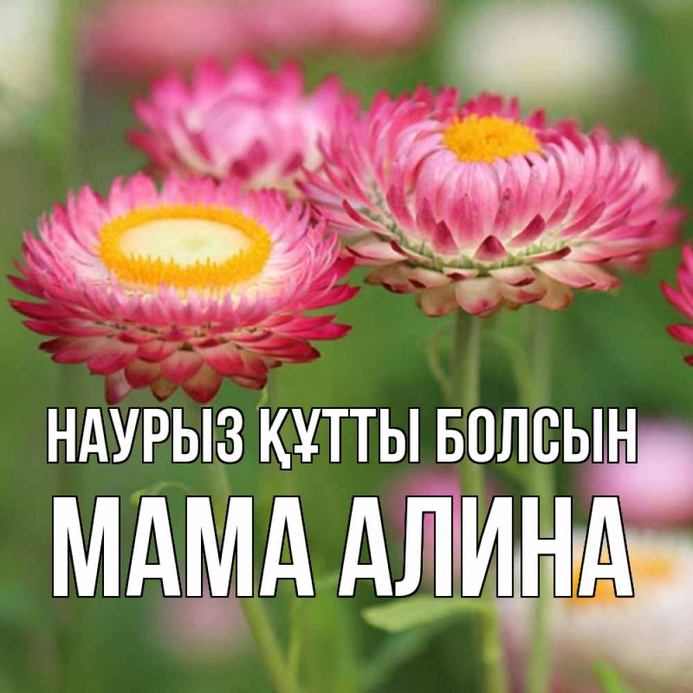 Открытка на каждый день с именем, Мама-Алина Наурыз құтты болсын подарок на международный женский день Прикольная открытка с пожеланием онлайн скачать бесплатно 