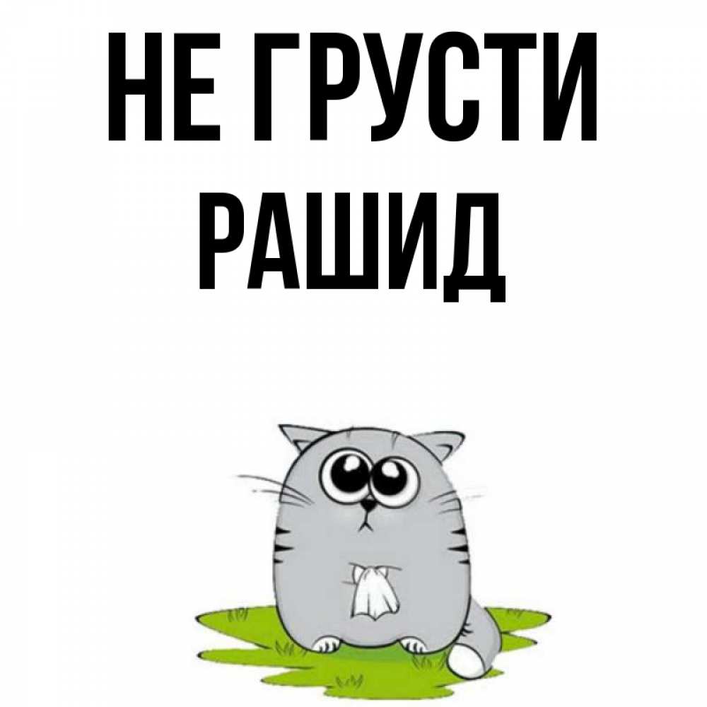 Открытка на каждый день с именем, Рашид Не грусти грустный котяра Прикольная открытка с пожеланием онлайн скачать бесплатно 