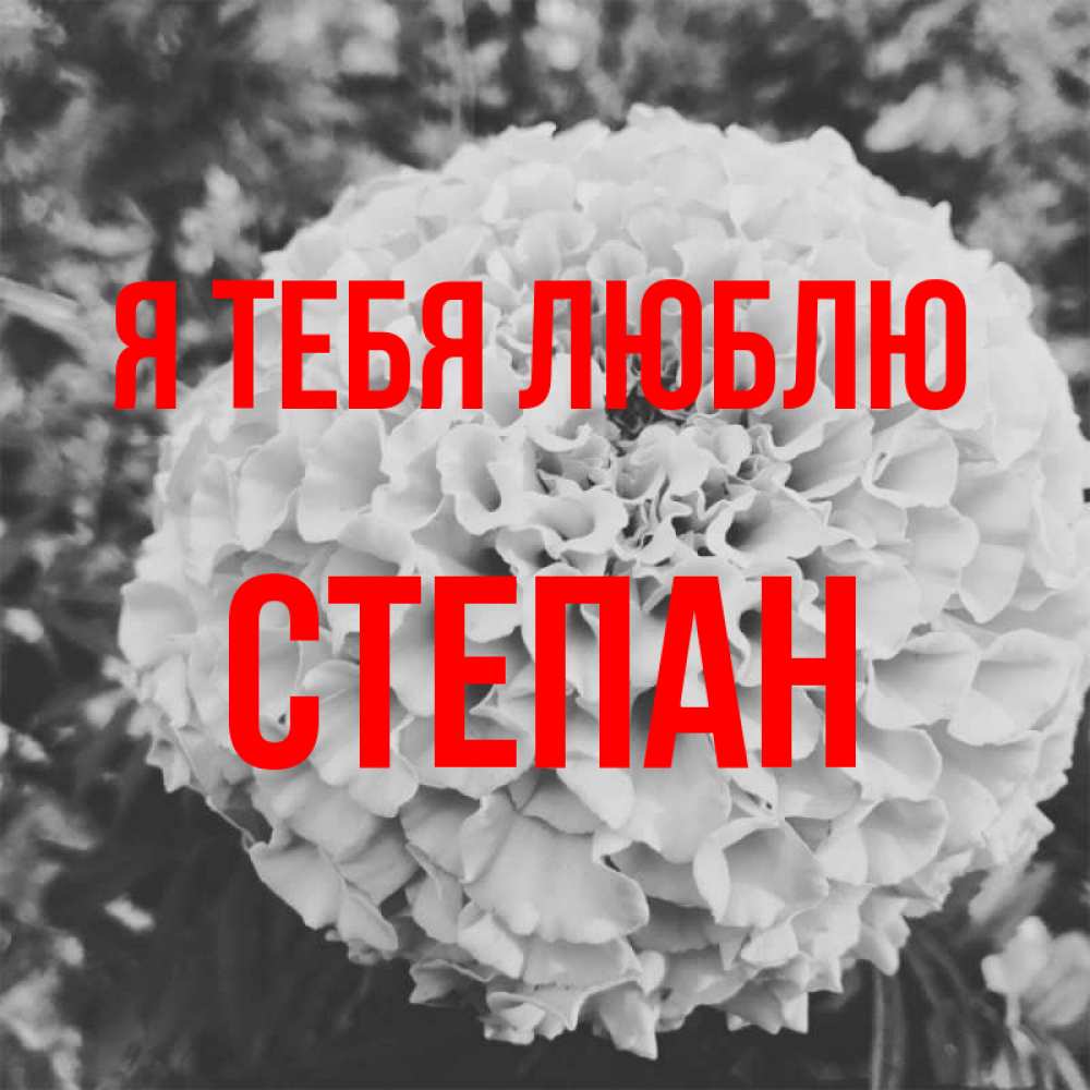 Открытка на каждый день с именем, Степан Я тебя люблю подпись Прикольная открытка с пожеланием онлайн скачать бесплатно 