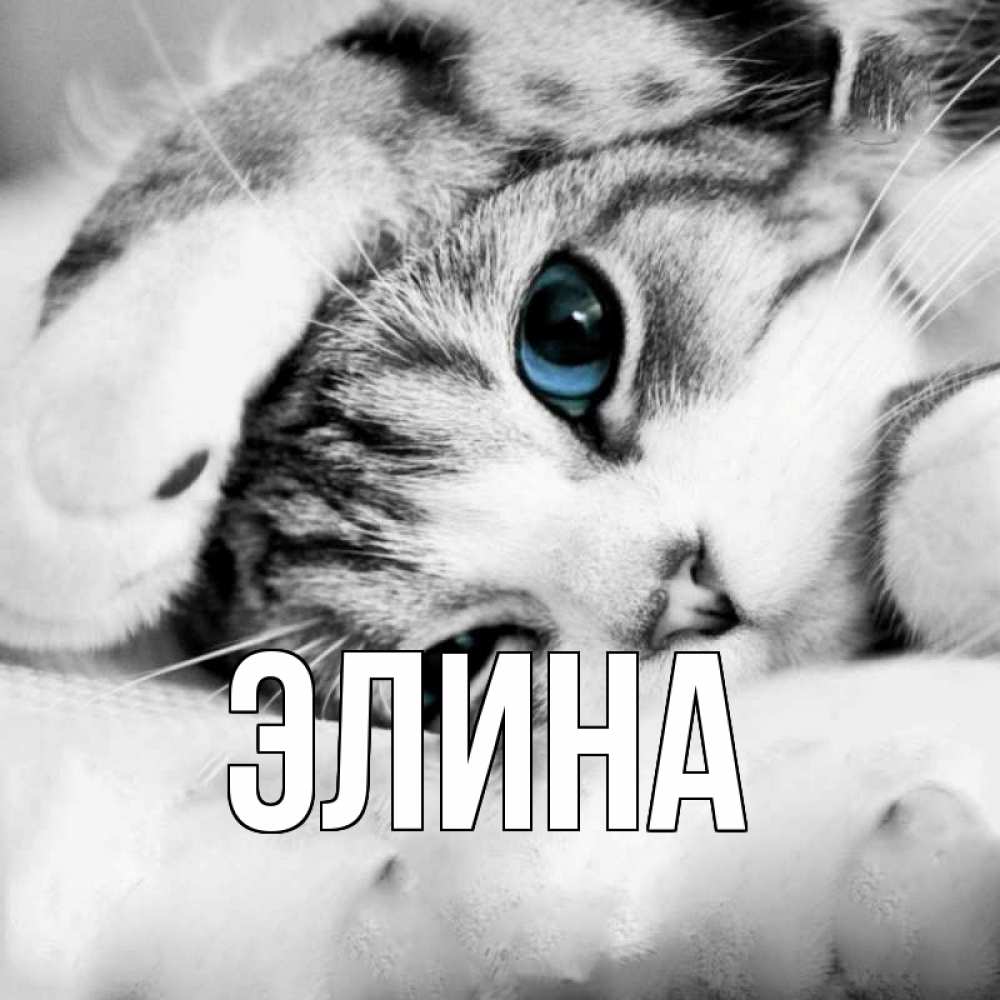 Открытка на каждый день с именем, Элина Главная кот устал Прикольная открытка с пожеланием онлайн скачать бесплатно 