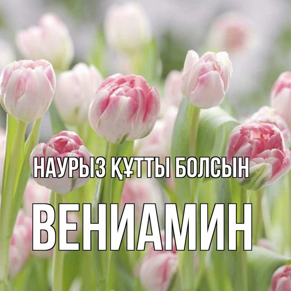 Открытка на каждый день с именем, Вениамин Наурыз құтты болсын цветы Прикольная открытка с пожеланием онлайн скачать бесплатно 