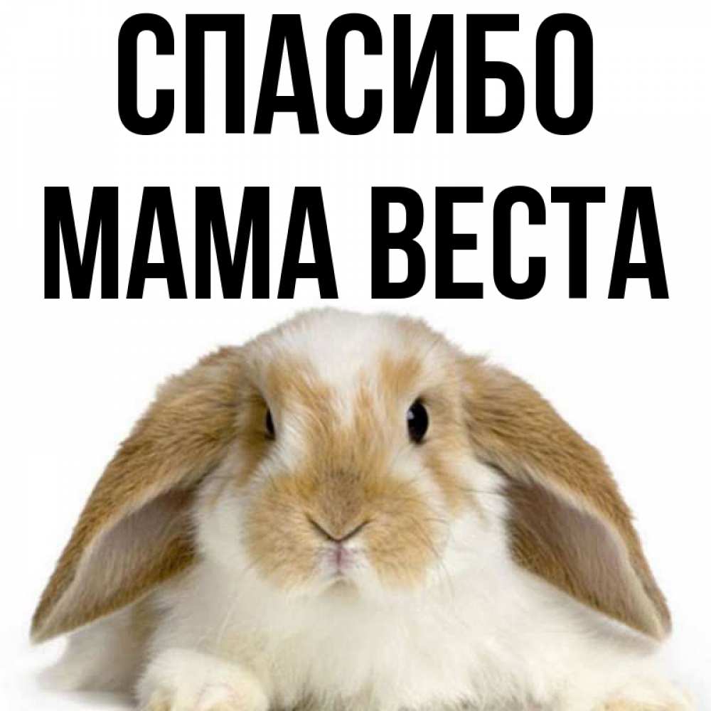 Открытка на каждый день с именем, Мама-Веста Спасибо коричнево белый заяц Прикольная открытка с пожеланием онлайн скачать бесплатно 