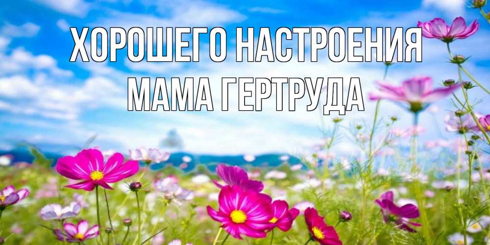 Открытка на каждый день с именем, Мама-Гертруда Хорошего настроения поле цветов Прикольная открытка с пожеланием онлайн скачать бесплатно 