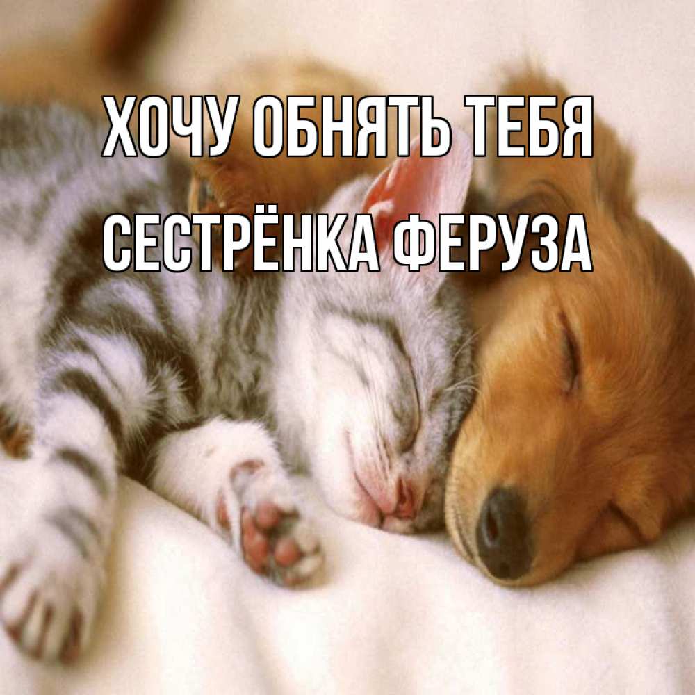 Открытка на каждый день с именем, Сестрёнка-Феруза Хочу обнять тебя пес и котенок Прикольная открытка с пожеланием онлайн скачать бесплатно 