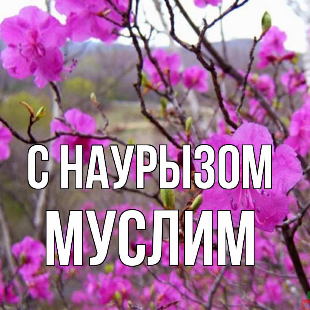 Открытка на каждый день с именем, Муслим С наурызом праздник весны наурыз Прикольная открытка с пожеланием онлайн скачать бесплатно 