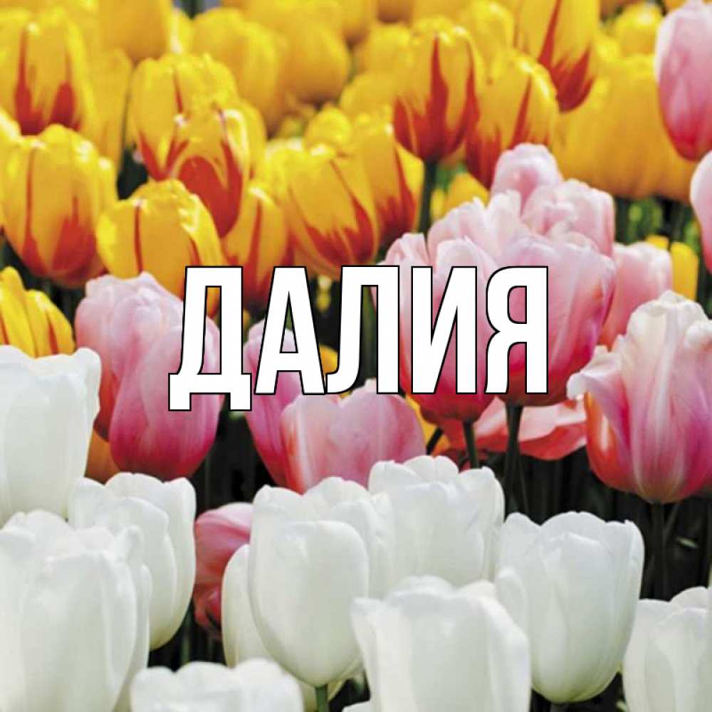 Картинка  с именем , Далия