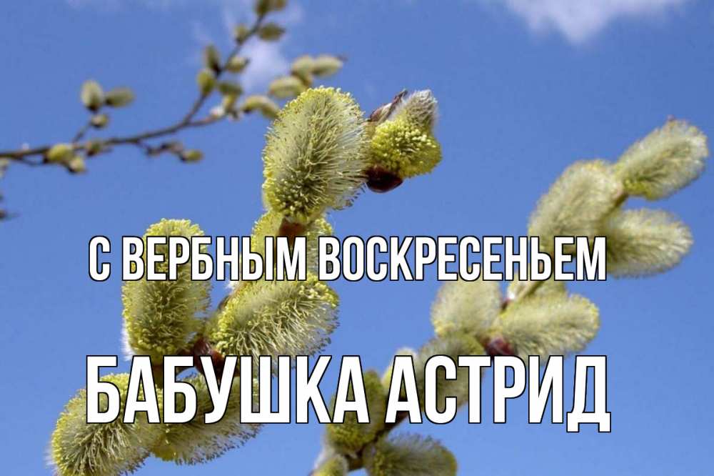 Открытка на каждый день с именем, Бабушка-Астрид С вербным воскресеньем верба Прикольная открытка с пожеланием онлайн скачать бесплатно 