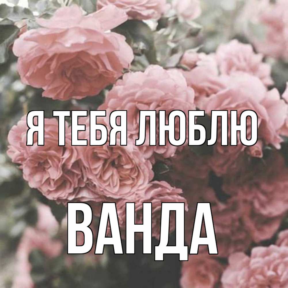 Открытка на каждый день с именем, Ванда Я тебя люблю розы 3 Прикольная открытка с пожеланием онлайн скачать бесплатно 