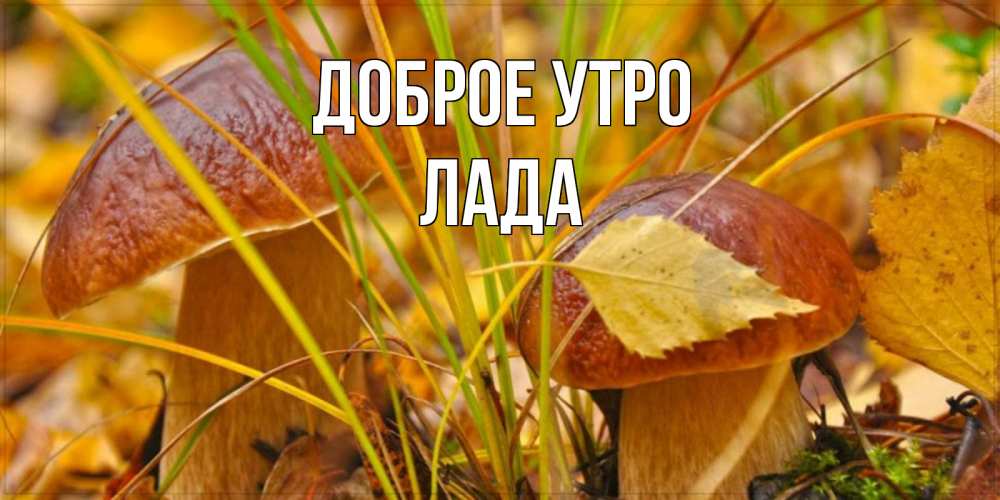 Открытка на каждый день с именем, Лада Доброе утро осенние грибы Прикольная открытка с пожеланием онлайн скачать бесплатно 