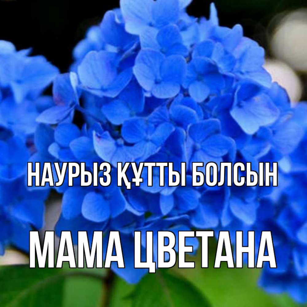 Открытка на каждый день с именем, Мама-Цветана Наурыз құтты болсын синие цветы Прикольная открытка с пожеланием онлайн скачать бесплатно 