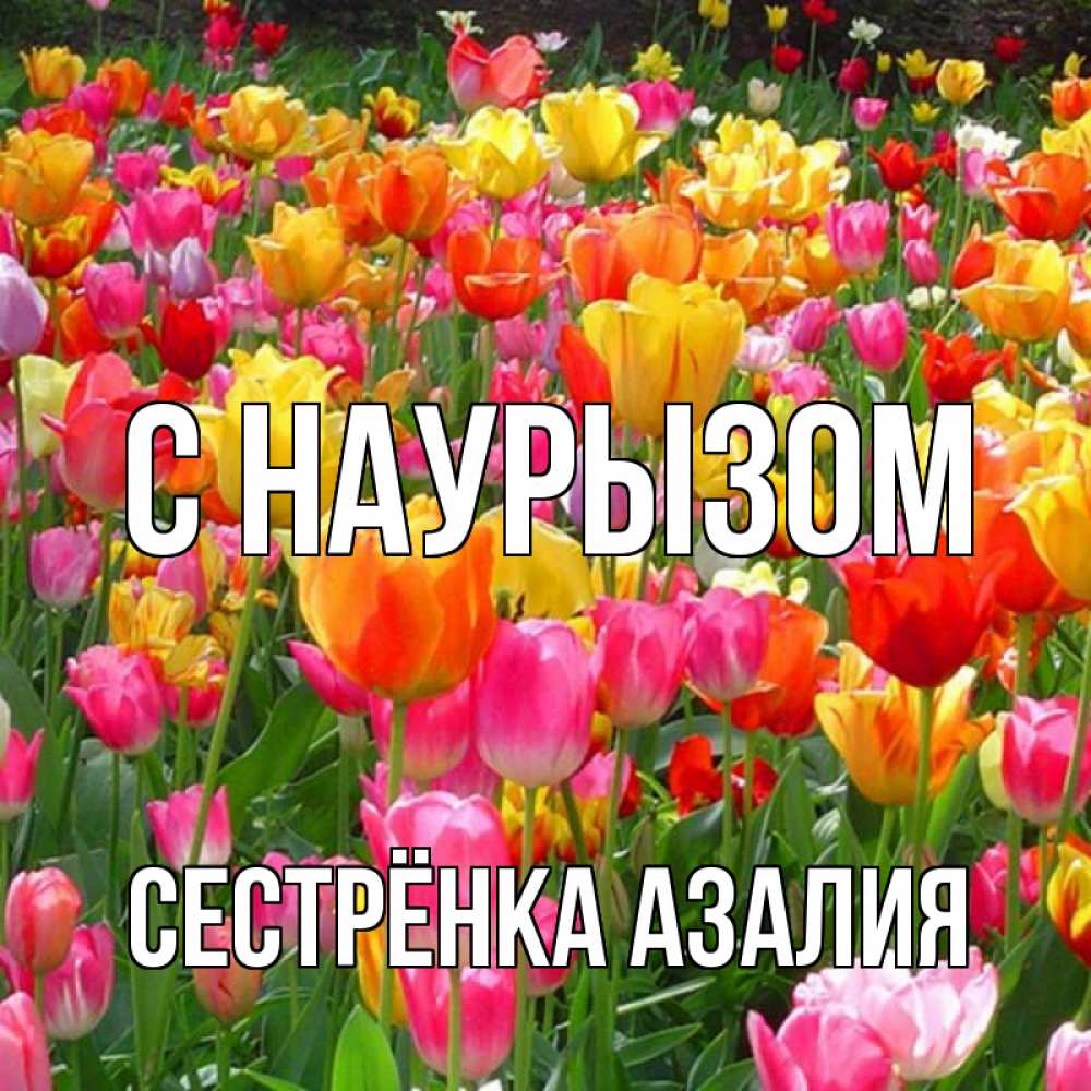 Открытка на каждый день с именем, Сестрёнка-Азалия С наурызом праздник весны наурыз 4 Прикольная открытка с пожеланием онлайн скачать бесплатно 