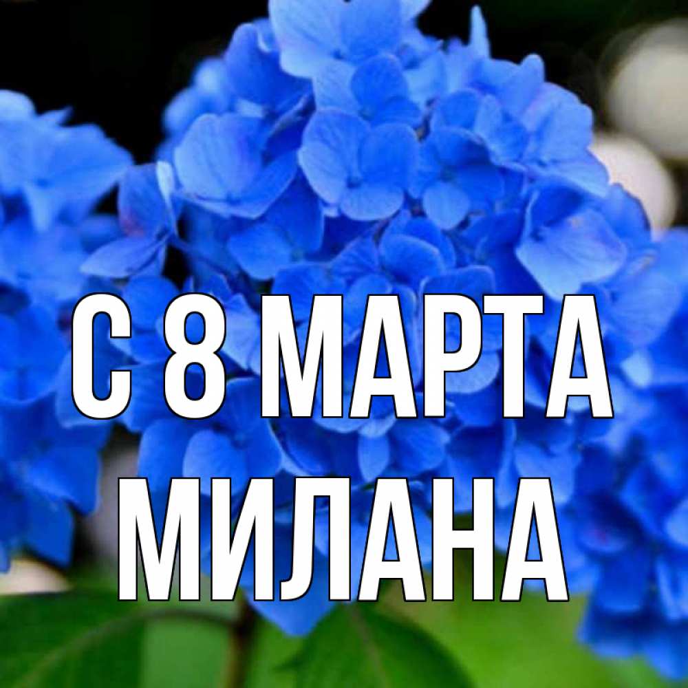Открытка на каждый день с именем, Милана С 8 МАРТА синие цветы Прикольная открытка с пожеланием онлайн скачать бесплатно 