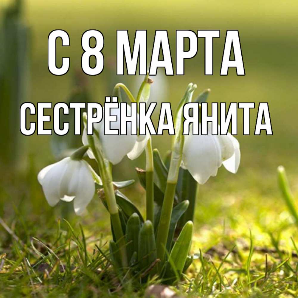 Открытка на каждый день с именем, Сестрёнка-Янита С 8 МАРТА ранние цветы 2 Прикольная открытка с пожеланием онлайн скачать бесплатно 