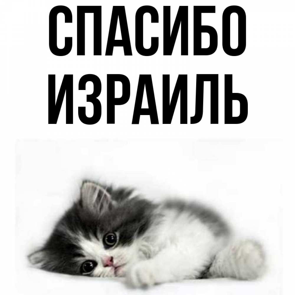 Открытка на каждый день с именем, Израиль Спасибо черный и белый кот Прикольная открытка с пожеланием онлайн скачать бесплатно 