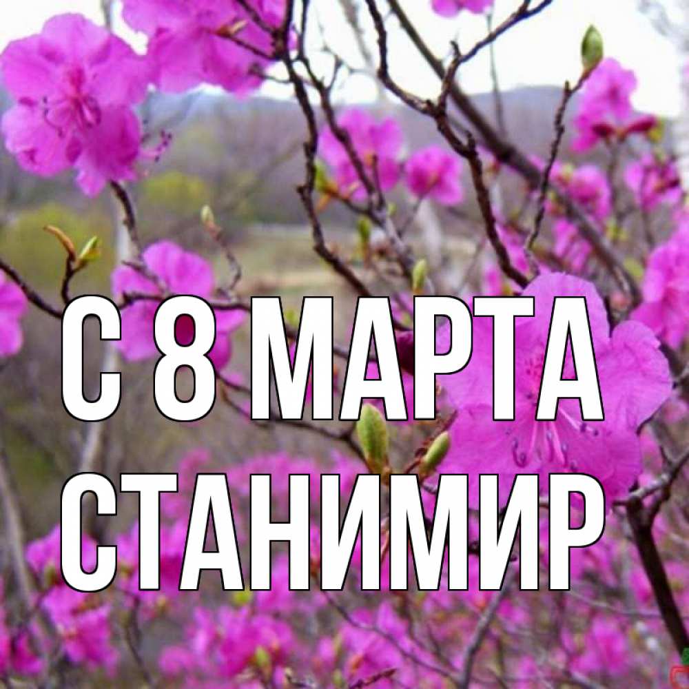 Открытка на каждый день с именем, Станимир С 8 МАРТА международный женский день Прикольная открытка с пожеланием онлайн скачать бесплатно 