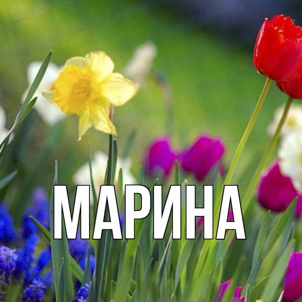 Открытка на каждый день с именем, Марина Главная международный женский день 3 Прикольная открытка с пожеланием онлайн скачать бесплатно 