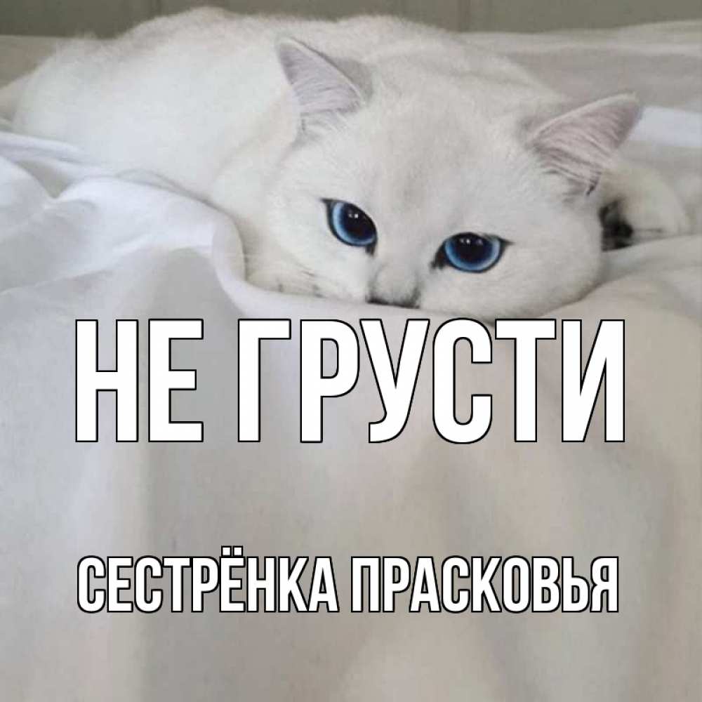 Открытка на каждый день с именем, Сестрёнка-Прасковья Не грусти белый кот с голубыми глазами на белоснежной кровати Прикольная открытка с пожеланием онлайн скачать бесплатно 