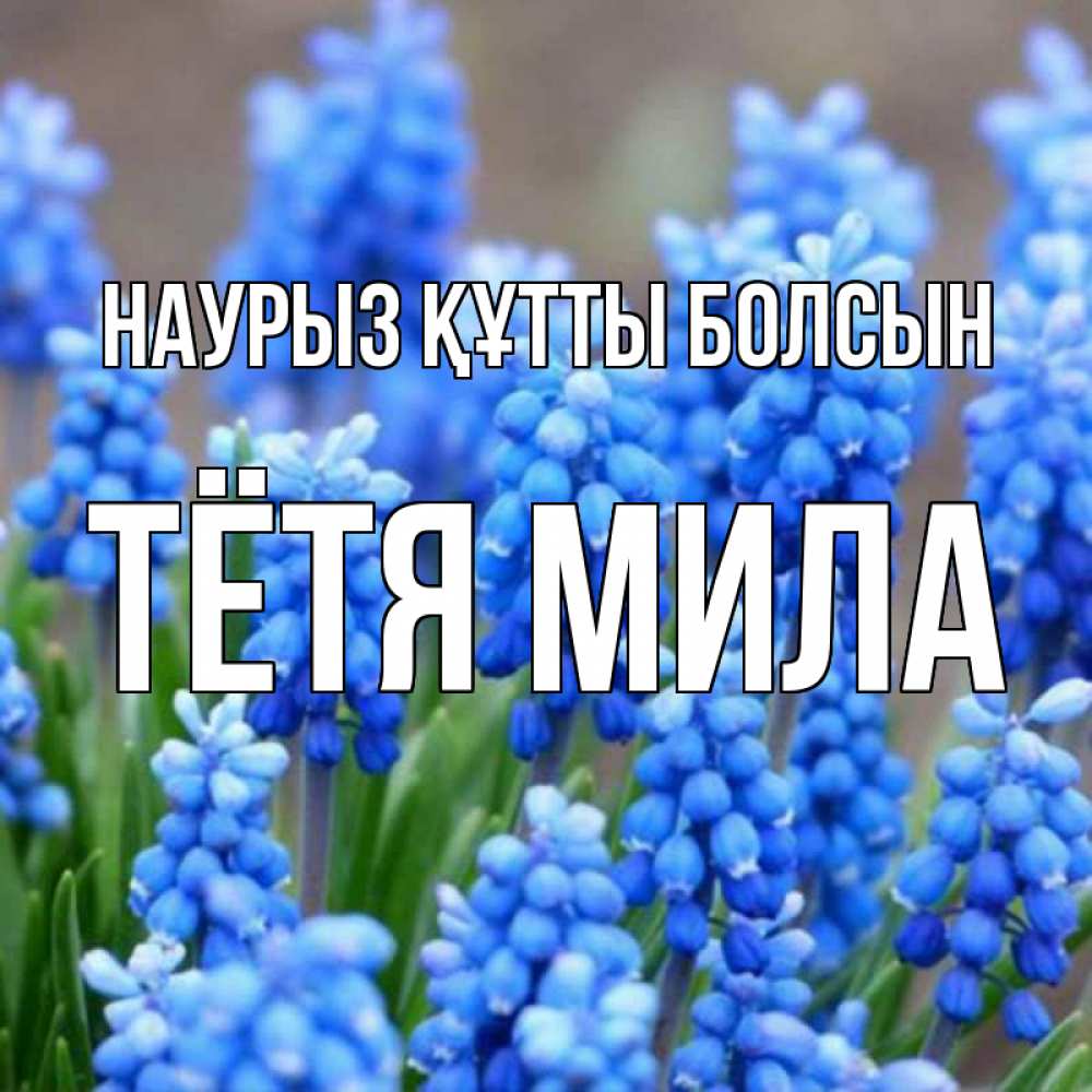 Открытка на каждый день с именем, Тётя-Мила Наурыз құтты болсын Поздравительная открытка для женщин с цветами на праздничную дату Прикольная открытка с пожеланием онлайн скачать бесплатно 