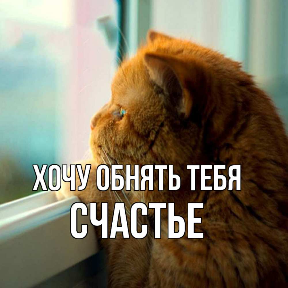 Открытка на каждый день с именем, счастье Хочу обнять тебя большой огромный рыжий котяра Прикольная открытка с пожеланием онлайн скачать бесплатно 