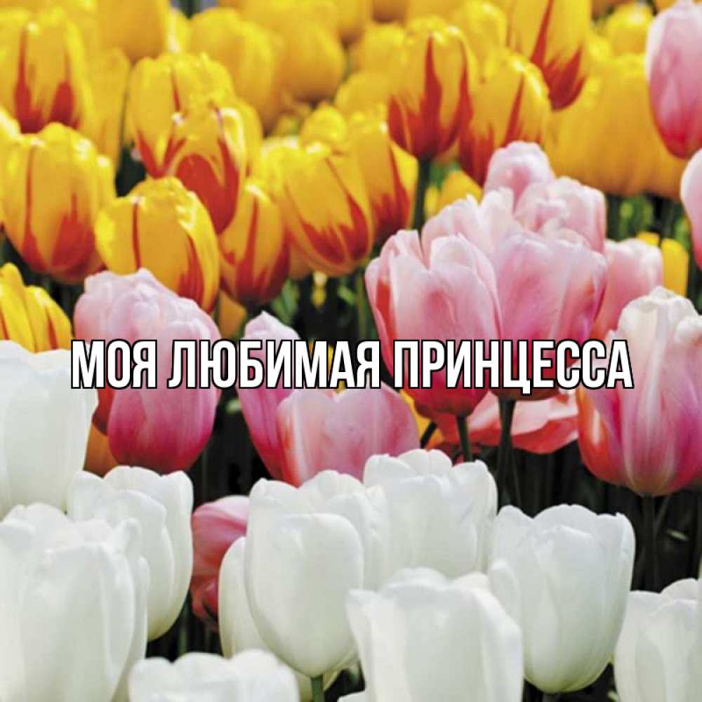 Открытка на каждый день с именем, Моя-Любимая-Принцесса Главная разноцветные цветы Прикольная открытка с пожеланием онлайн скачать бесплатно 