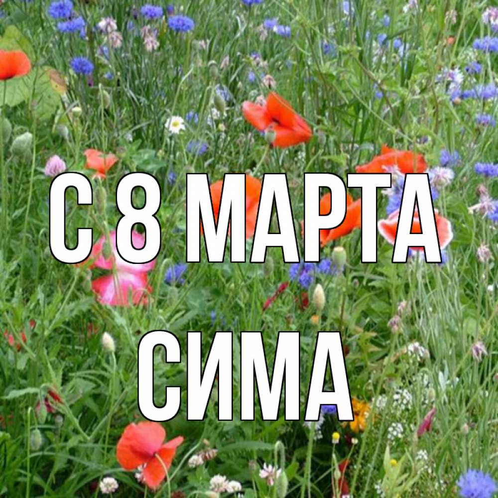 Открытка на каждый день с именем, Сима С 8 марта международный женский день 4 Прикольная открытка с пожеланием онлайн скачать бесплатно 