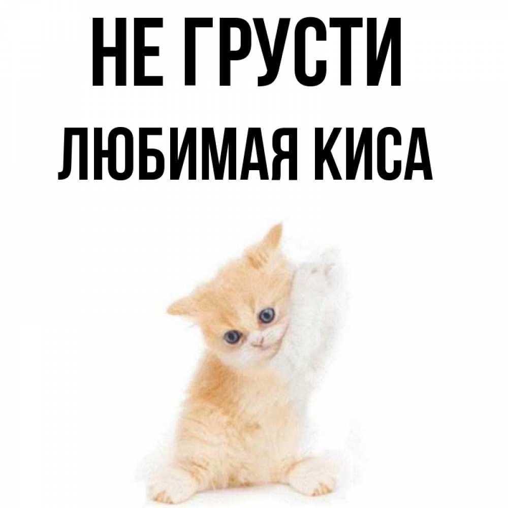 очаг андеграунда картинка любимая киса пусть