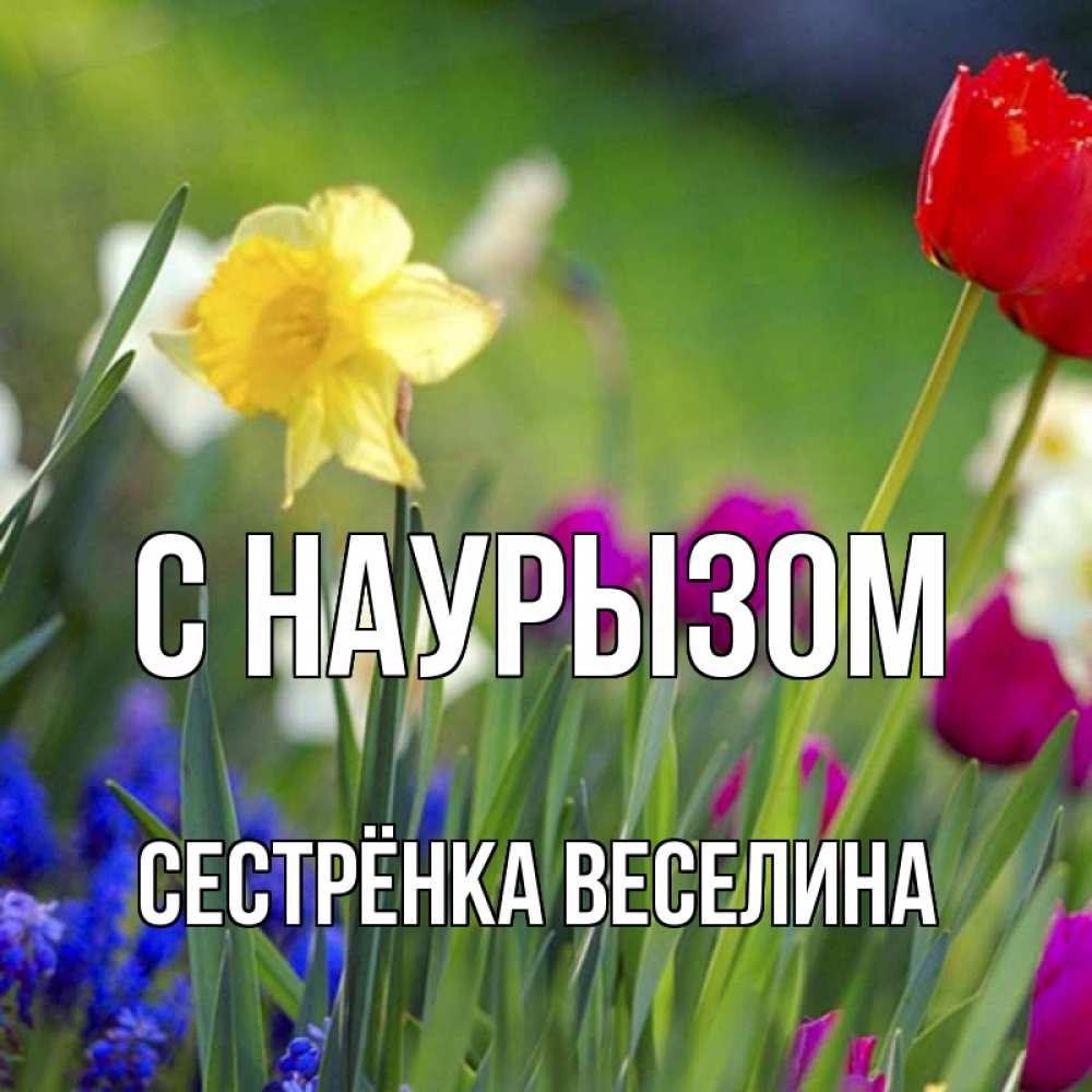 Открытка на каждый день с именем, Сестрёнка-Веселина С наурызом праздник весны наурыз 3 Прикольная открытка с пожеланием онлайн скачать бесплатно 