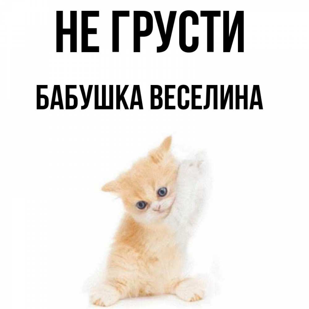 Открытка на каждый день с именем, Бабушка-Веселина Не грусти просящий кот Прикольная открытка с пожеланием онлайн скачать бесплатно 