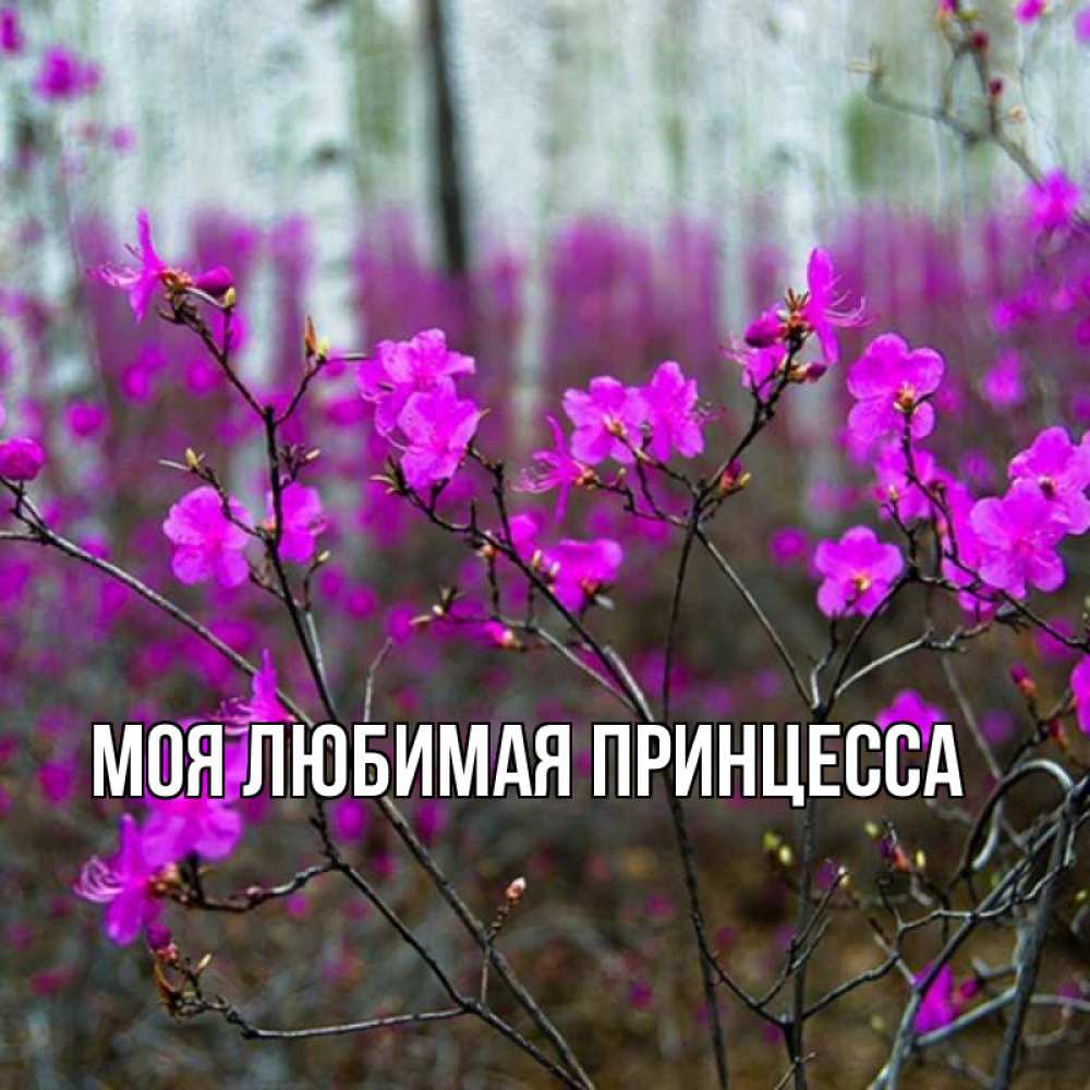 Открытка на каждый день с именем, Моя-Любимая-Принцесса Главная дикие цветы Прикольная открытка с пожеланием онлайн скачать бесплатно 