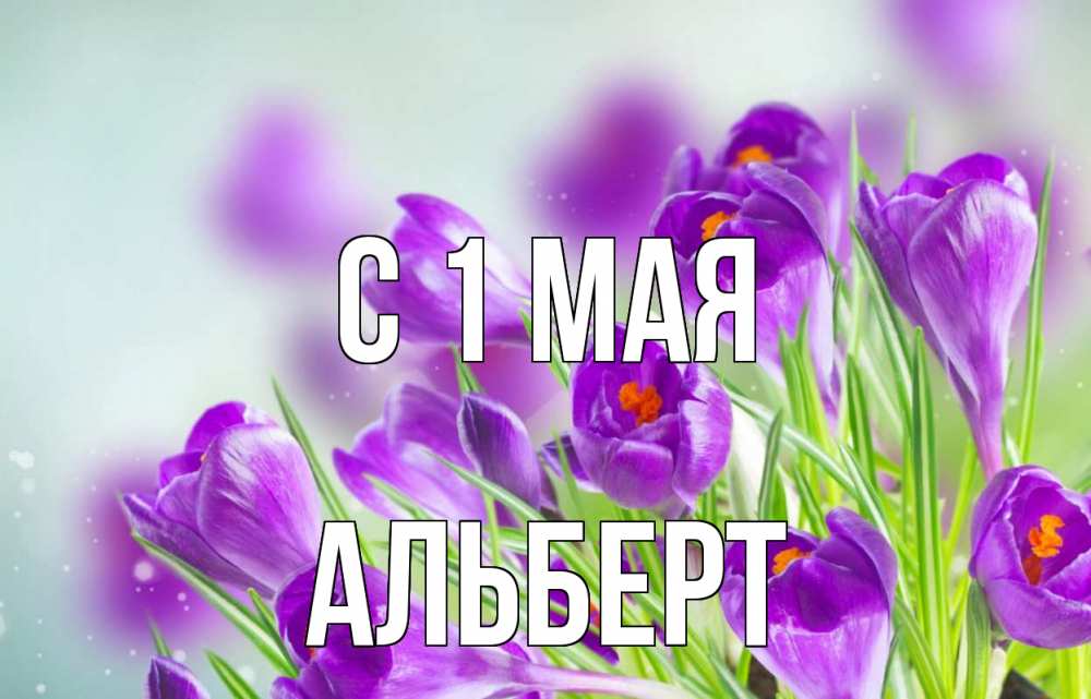 Открытка на каждый день с именем, Альберт С 1 мая 1 мая Прикольная открытка с пожеланием онлайн скачать бесплатно 