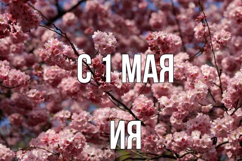 Открытка на каждый день с именем, Ия С 1 мая С 1 мая Прикольная открытка с пожеланием онлайн скачать бесплатно 