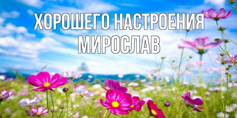 Открытка на каждый день с именем, Мирослав Хорошего настроения поле цветов Прикольная открытка с пожеланием онлайн скачать бесплатно 