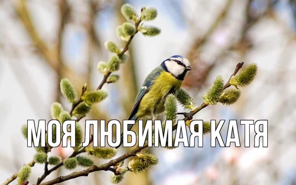 Открытка на каждый день с именем, Моя-любимая-Катя Главная верба Прикольная открытка с пожеланием онлайн скачать бесплатно 