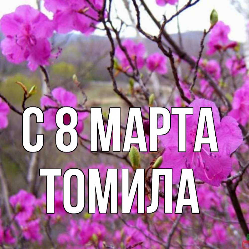 Открытка на каждый день с именем, Томила С 8 МАРТА международный женский день Прикольная открытка с пожеланием онлайн скачать бесплатно 