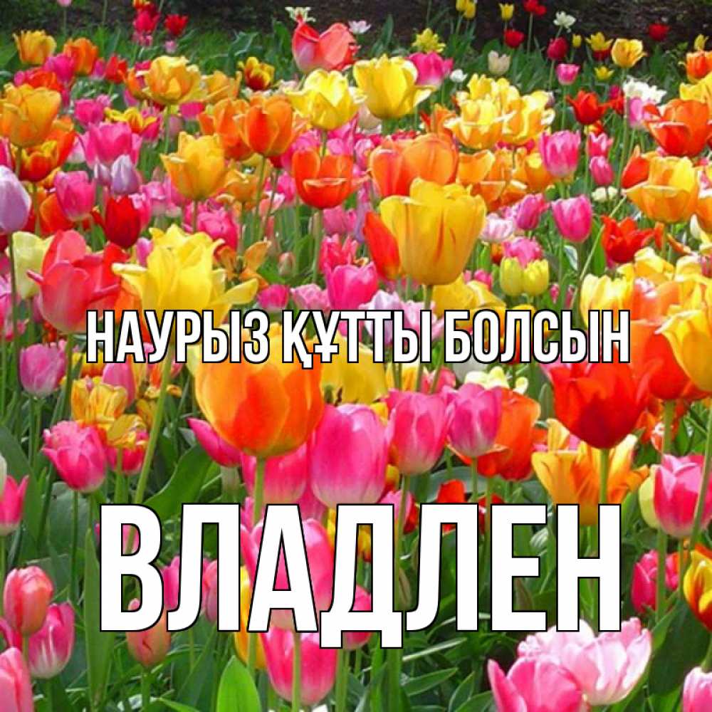 Открытка на каждый день с именем, Владлен Наурыз құтты болсын на наурыз  ура ура Прикольная открытка с пожеланием онлайн скачать бесплатно 