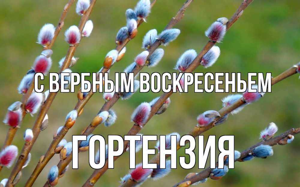 Открытка на каждый день с именем, Гортензия С вербным воскресеньем верба Прикольная открытка с пожеланием онлайн скачать бесплатно 